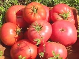 Tomates